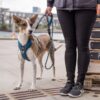 DOG Copenhagen Comfort Walk Pro™ Geschirr